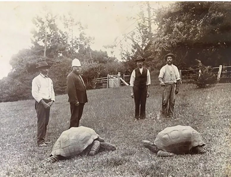 Jonathan’s First Arrival in St Helena 144 Years Ago