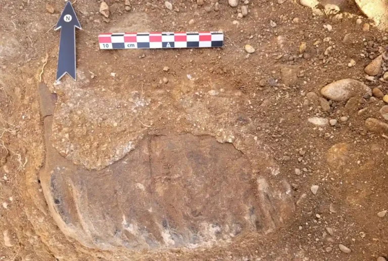 Fóssil de dente de elefante revela habitat de humanos primitivos