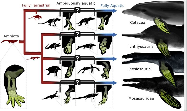 Machine Learning Predictions of Aquatic Adaptations