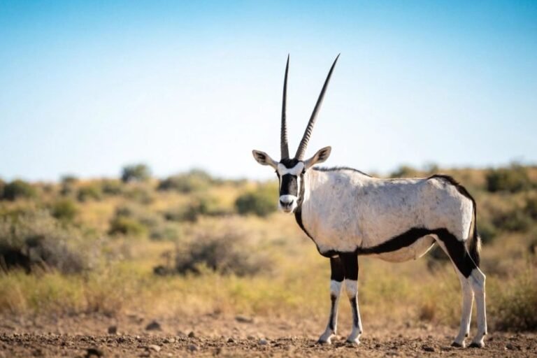 Mudanças climáticas podem favorecer antílopes africanos no Oeste dos EUA