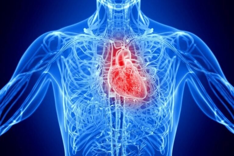 Estudo revela como inflamação crônica afeta o coração
