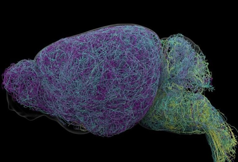Cientistas descobrem neurônio recorde em camundongos