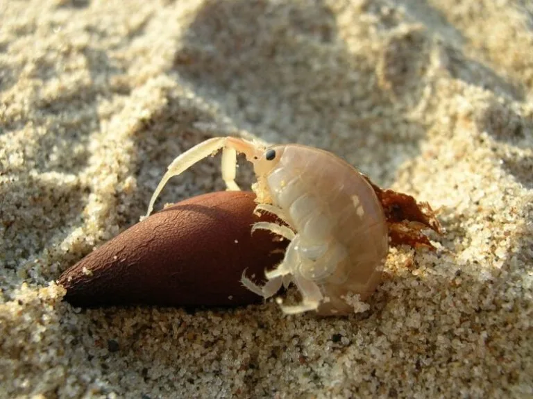 Crustáceos movimentam grandes quantidades de areia na Califórnia