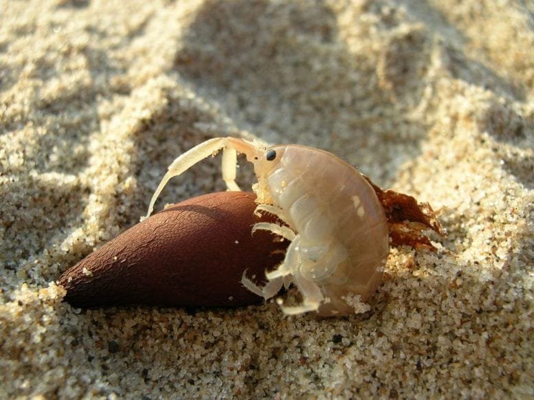 Megalorchestia corniculata