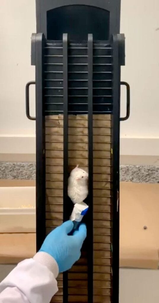 Mouse Climbing Weighted Staircase for Strength Training