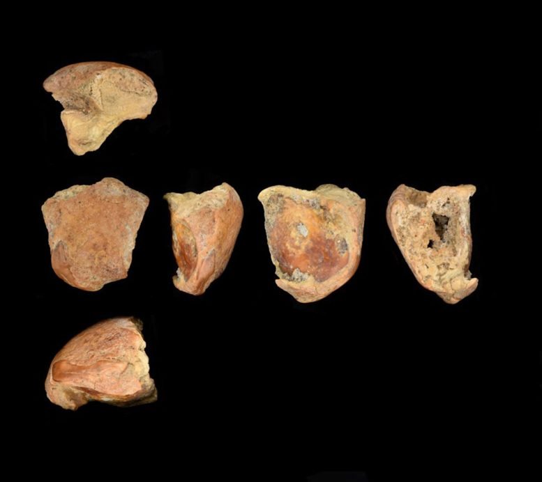 Multiple Views of a Split Neanderthal Incisor