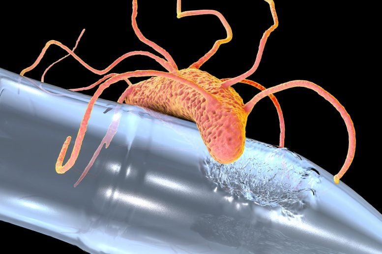 Plastic Degrading Bacteria Ideonella sakaiensis on Bottle