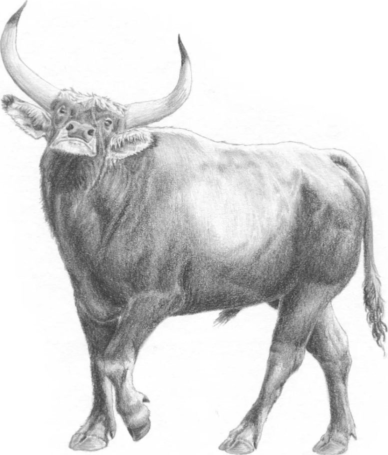 Reconstruction of an Aurochs