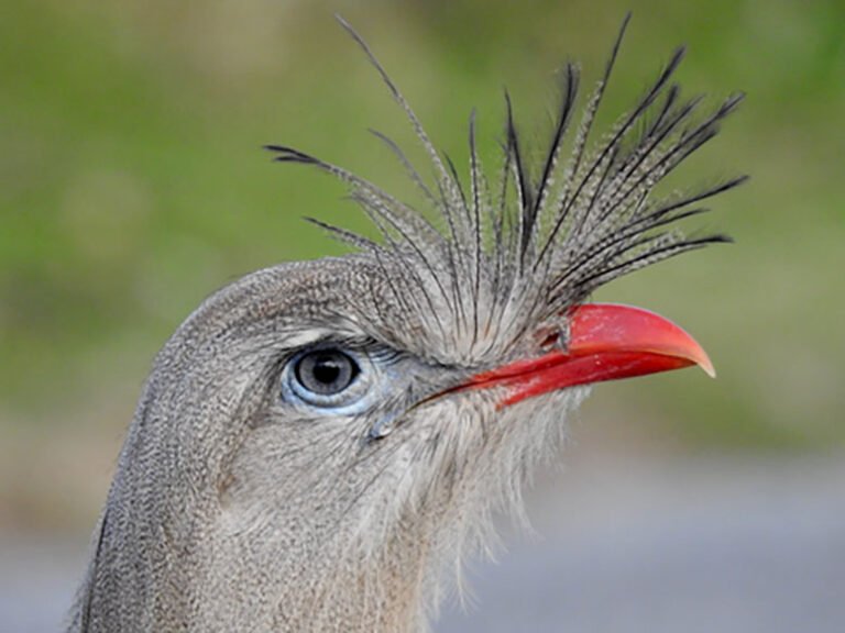 Estudo revela aves mais barulhentas do mundo