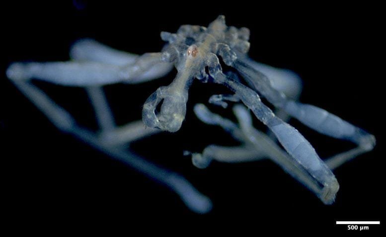 Sea Spider Callipallene Pilosuspedes