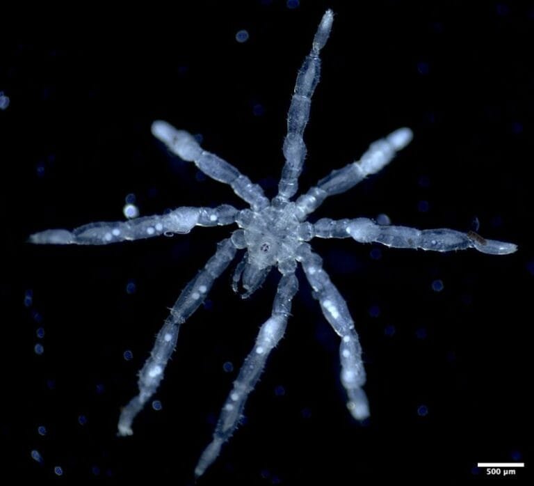 Descobertas de aranhas-do-mar revelam biodiversidade na Salish Sea