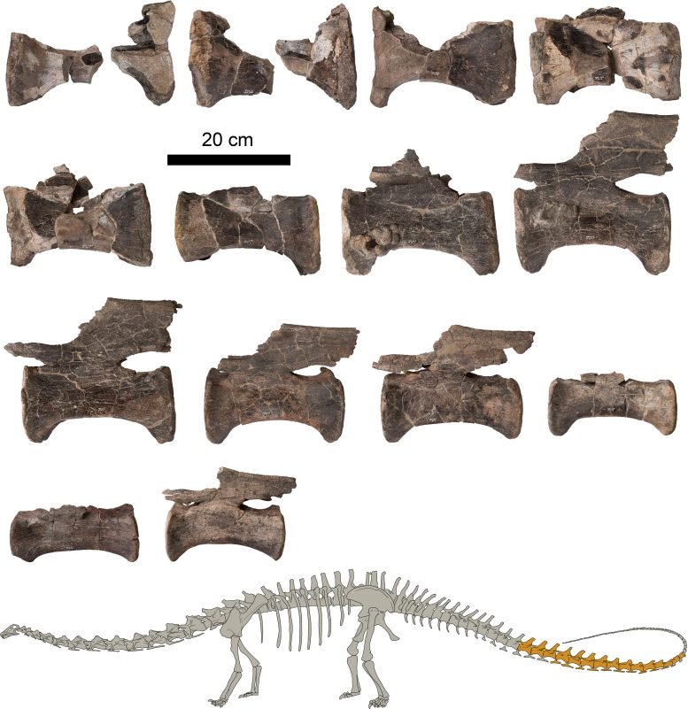 Tail Vertebrae of the Diplodocus From El Castellar