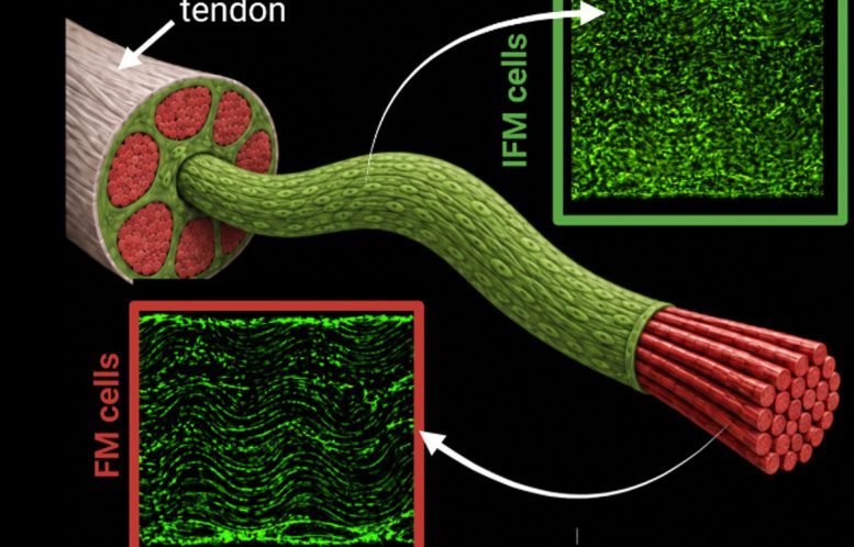 Tendon Structure and Cell Populations