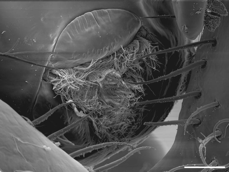 Tendril Filled Mouth of Callipallene Pilosuspedes