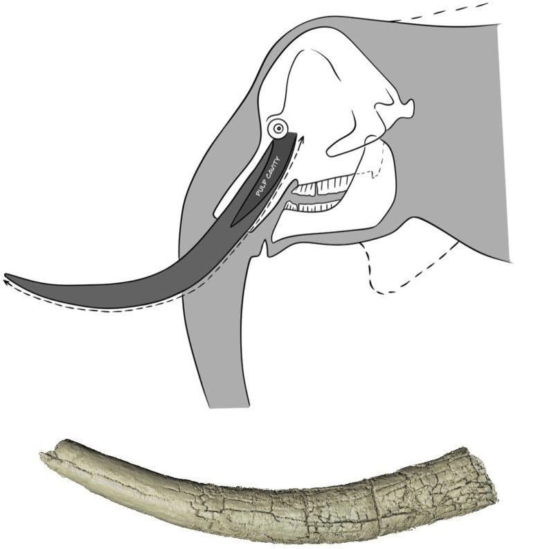 The Elephant Tusk and Its Estimated Original Position