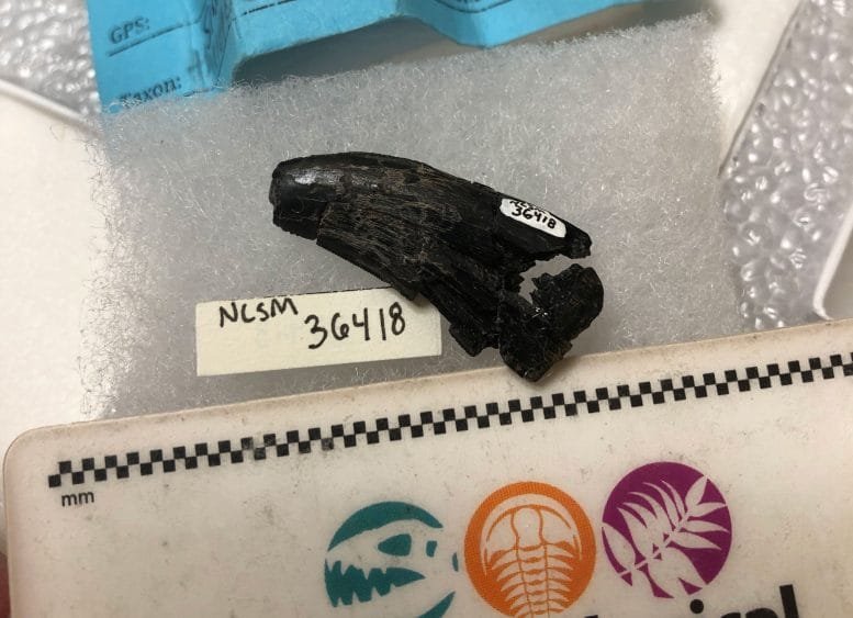Theropod Tooth From the Mussentuchit Member Assemblage