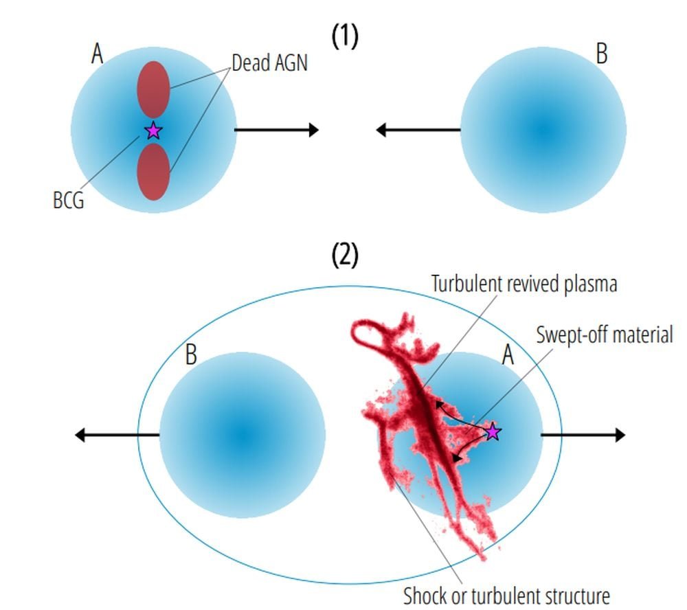 This schematic illustrates the formation scenario presented in the paper. It shows "two stages of a head-on collision between two clusters, A and B, in which the already aged (or “dead”) nonthermal plasma was injected by the BCG of cluster A prior to core passage. Following core passage, corresponding to the phase in which we currently observe the system (possibly within a few 10^8 yr after first passage, based on the disturbed X-ray morphology and the age of the radio plasma), clusters A and B move away from each other in opposite directions," the authors write. Swept off material is left behind, and in the space between A and B, the gas is stretched and compressed, creating the elongated shape observed in radio. The ICM in the region is turbulent from all this activity, and it creates the complex morphology and Treble Clef shape. Image Credit: Botteon et al. 2026. A&A.