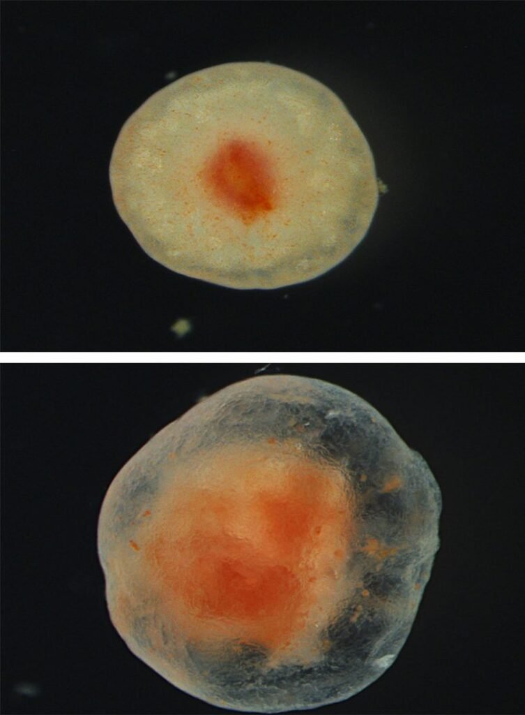 Tube Foot Tissue Healing Over Time