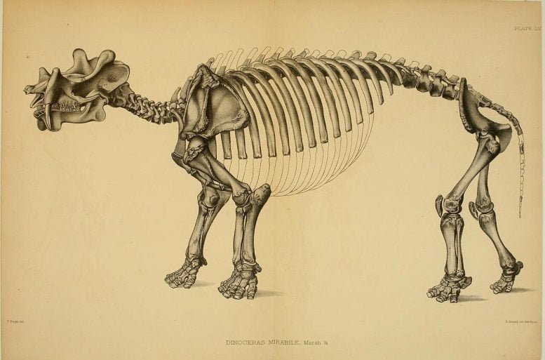 Uintathere Skeleton