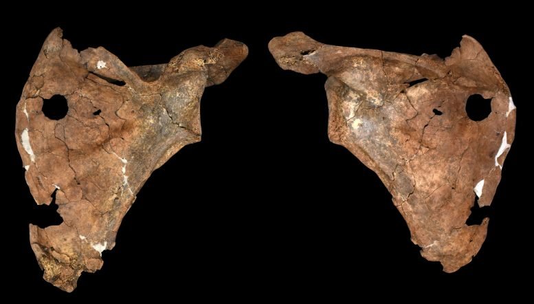 Ventral and Dorsal Views of Shanidar A Scapula