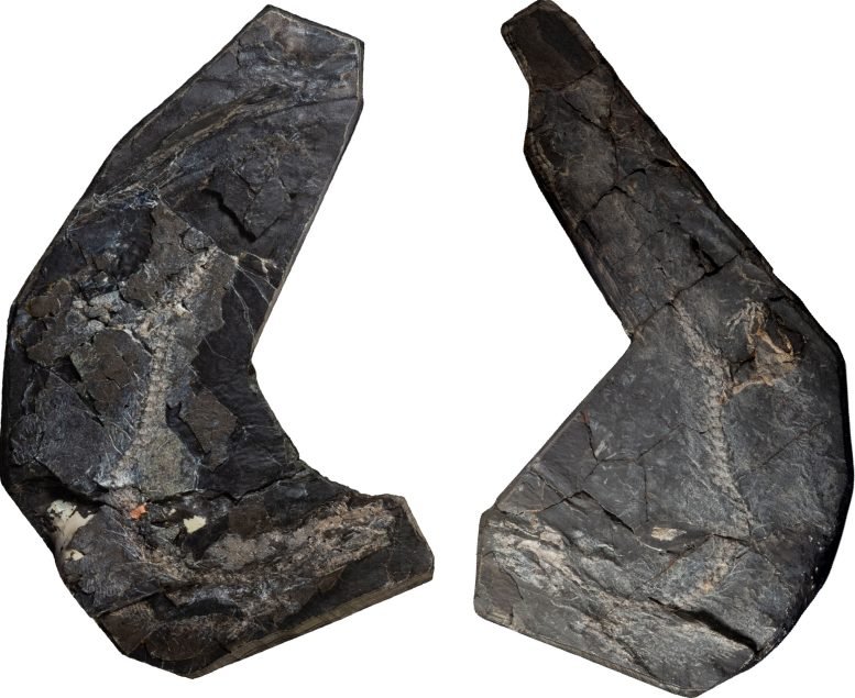 Westlothiana Fossil Slabs