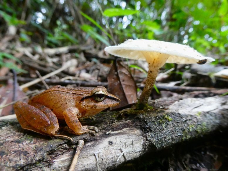 Wild Clay Robber Frog