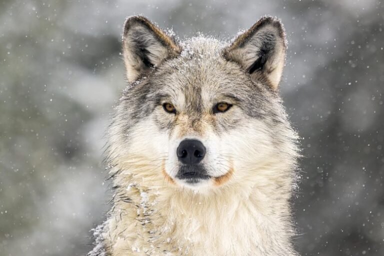 Lobos não restauraram ecossistema de Yellowstone, aponta estudo