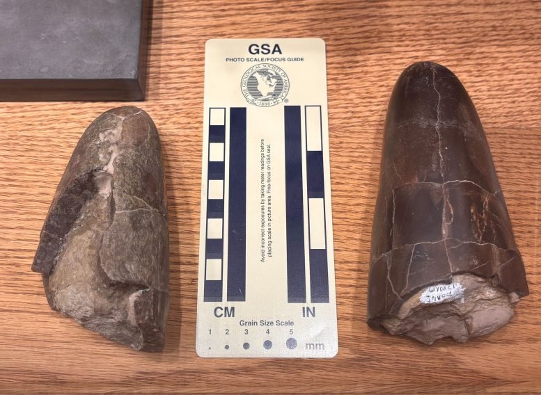 Wyoteuthis Linsterorum Paratype and Holotype With Scale Bar