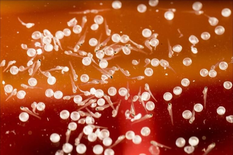 Cientistas revelam nova função de molécula inflamatória