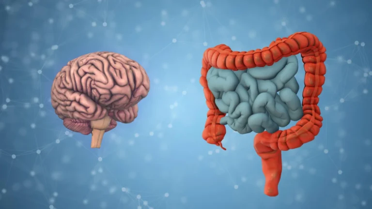 Estudo relaciona bactérias intestinais ao envelhecimento cerebral