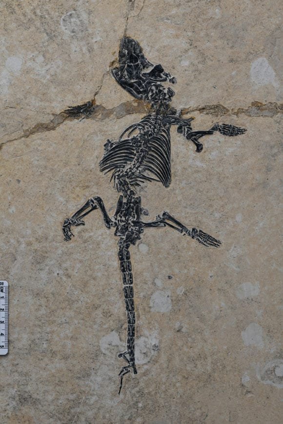 Holotype specimen of Dongoconodon platycauda. Image credit: Bi et al., doi: 10.1038/s41467-026-77339-w.
