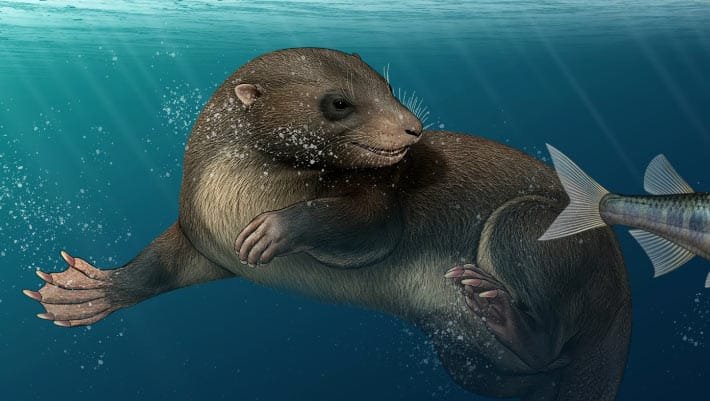 Mamífero da era dos dinossauros nadava como o ornitorrinco