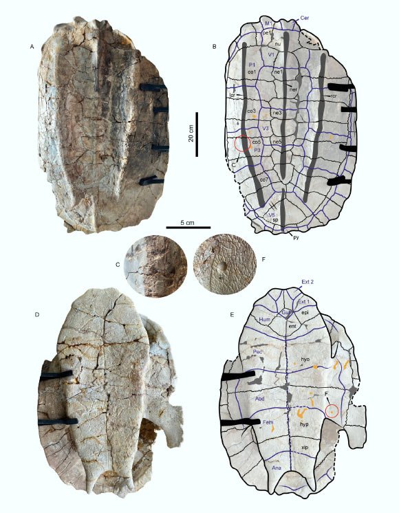The MUSM-920 specimen of Chelus colombiana from the Middle Miocene of Fitzcarrald Arch, Peru. Image credit: Cadena et al., doi: 10.1016/j.palwor.2026.201135.