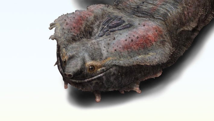 Fóssil de tartaruga gigante é encontrado no Peru