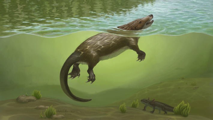 Fóssil jurássico revela evolução precoce de garganta em mamíferos