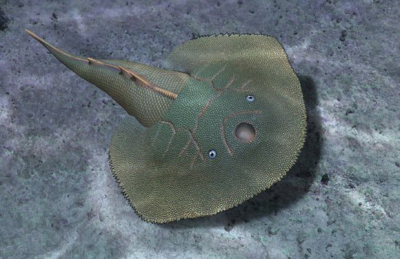 Life restoration of Asioaspis brachyotus. Image credit: Zhang et al., doi: 10.19615/j.cnki.2096-9899.260113.
