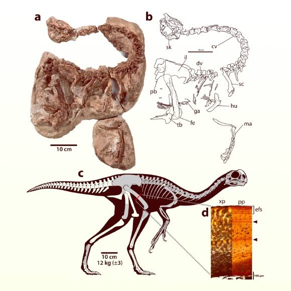 Dinossauro semelhante a galinha pode ter comido frutas