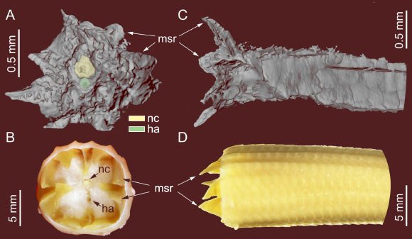 Comparison of the fossil lizard tail with an autotomized tail from a present-day scincid lizard (Eremiascincus sp.). Image credit: Fabrikant et al., doi: 10.26879/1706.