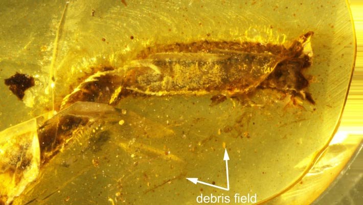 Fóssil revela comportamento de lagarto há 99 milhões de anos