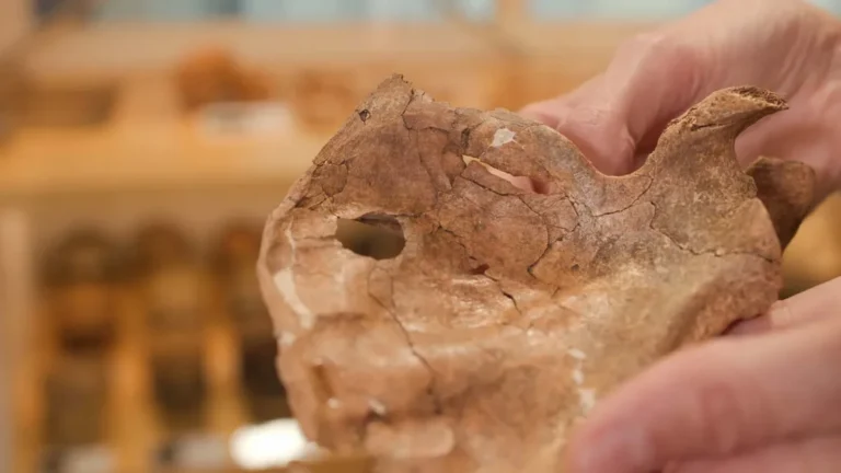 Fóssil de Neandertal revela possível ferimento fatal por lança